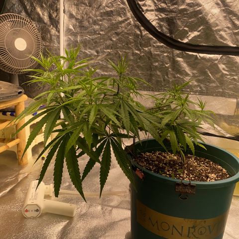 DankBerry  growlog timeline photo
