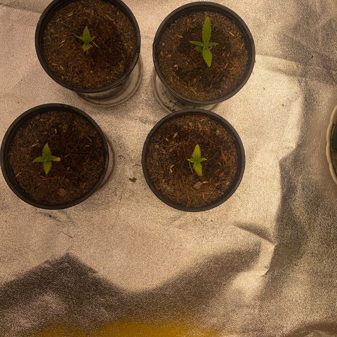 DankBerry  growlog timeline photo