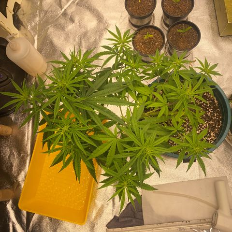 DankBerry  growlog timeline photo