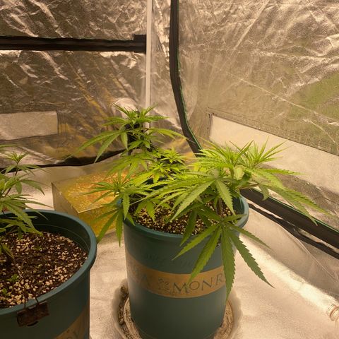 DankBerry  growlog timeline photo