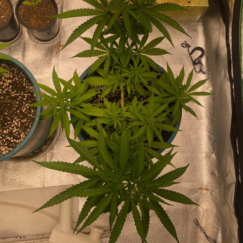 DankBerry  growlog timeline photo