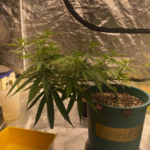 DankBerry  growlog timeline photo