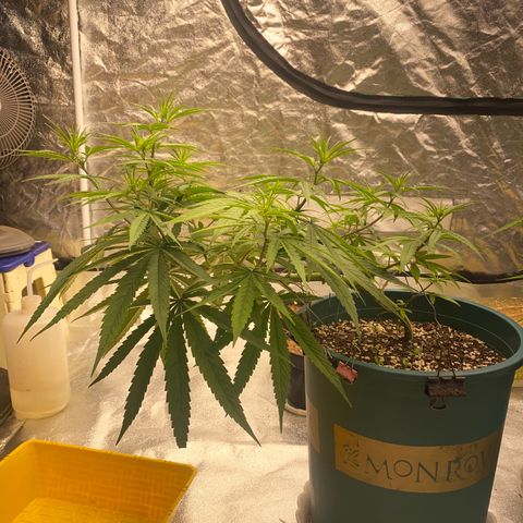 DankBerry  growlog timeline photo