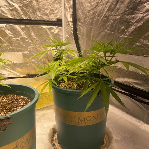 DankBerry  growlog timeline photo