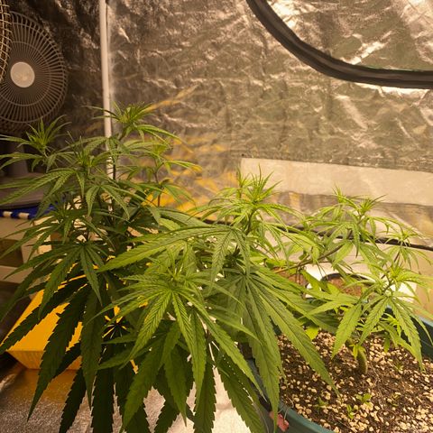 DankBerry  growlog timeline photo
