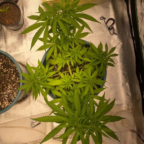 DankBerry  growlog timeline photo