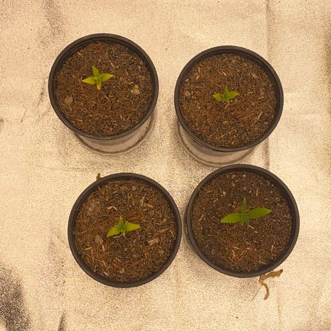 DankBerry  growlog timeline photo