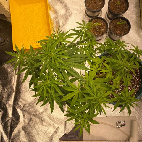 DankBerry  growlog timeline photo
