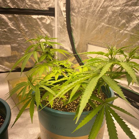 DankBerry  growlog timeline photo