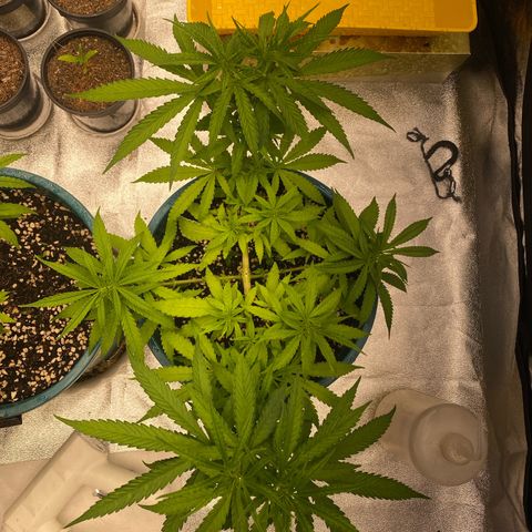 DankBerry  growlog timeline photo