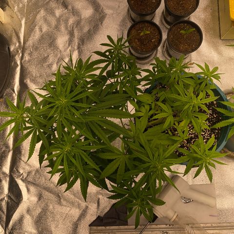 DankBerry  growlog timeline photo