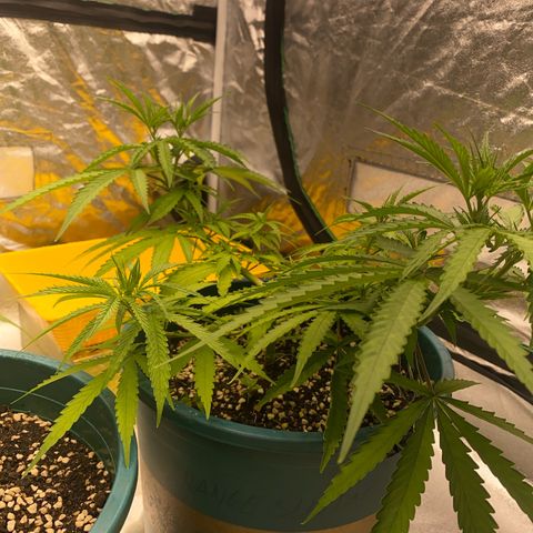 DankBerry  growlog timeline photo