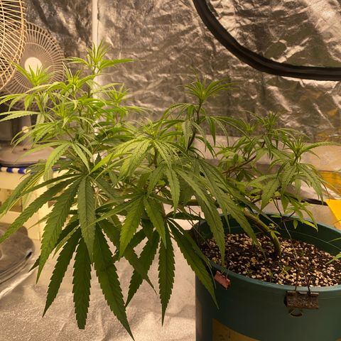 DankBerry  growlog timeline photo