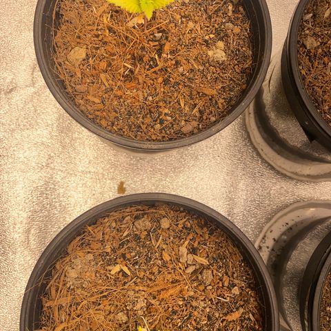 DankBerry  growlog timeline photo