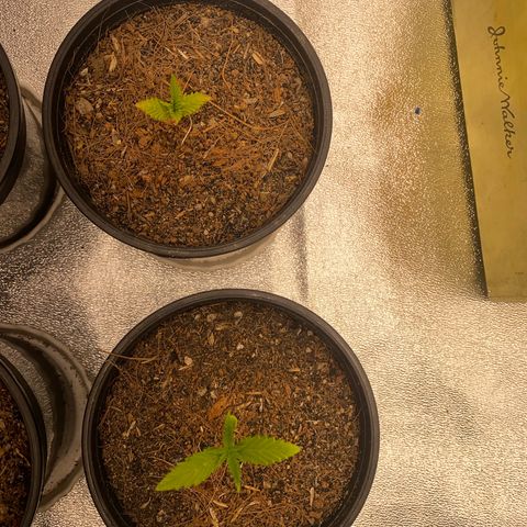 DankBerry  growlog timeline photo