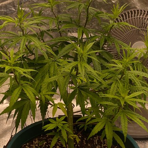 DankBerry  growlog timeline photo