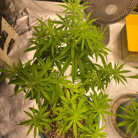 DankBerry  growlog timeline photo