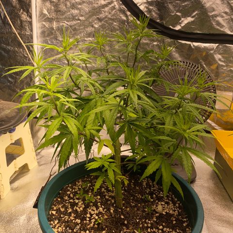 DankBerry  growlog timeline photo