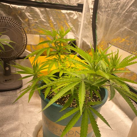DankBerry  growlog timeline photo