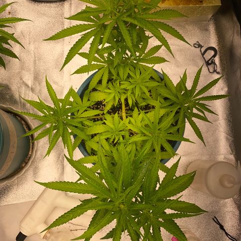 DankBerry  growlog timeline photo