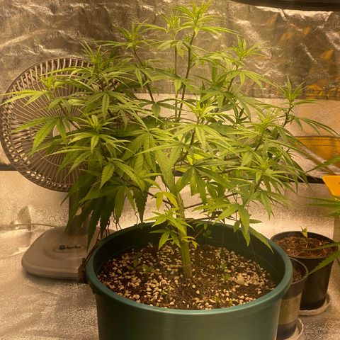 DankBerry  growlog timeline photo