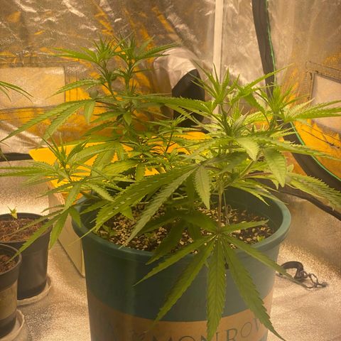DankBerry  growlog timeline photo