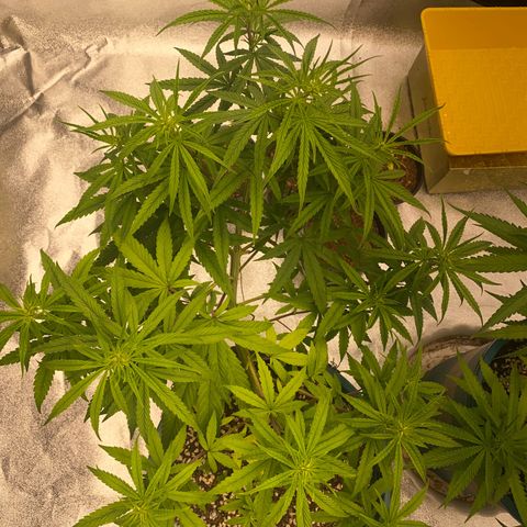 DankBerry  growlog timeline photo
