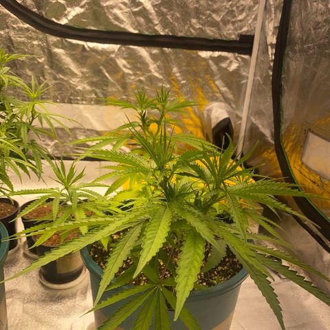 DankBerry  growlog timeline photo