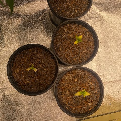 DankBerry  growlog timeline photo