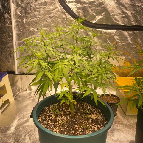 DankBerry  growlog timeline photo