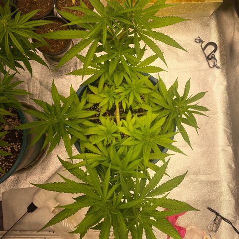 DankBerry  growlog timeline photo