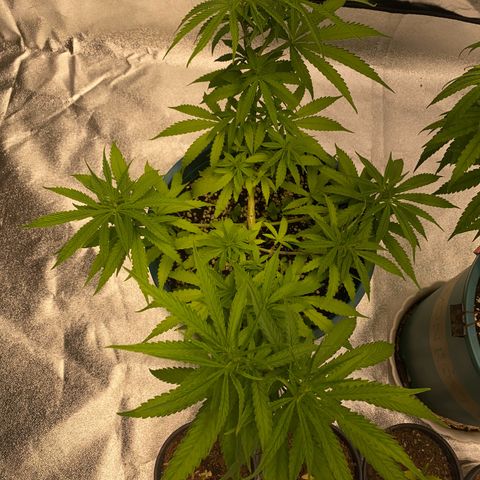 DankBerry  growlog timeline photo