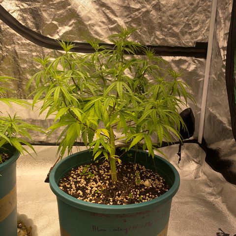 DankBerry  growlog timeline photo