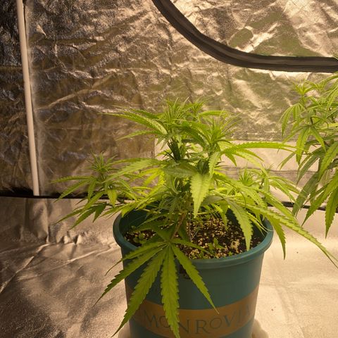 DankBerry  growlog timeline photo