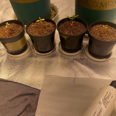 DankBerry  growlog timeline photo