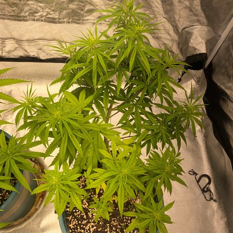 DankBerry  growlog timeline photo