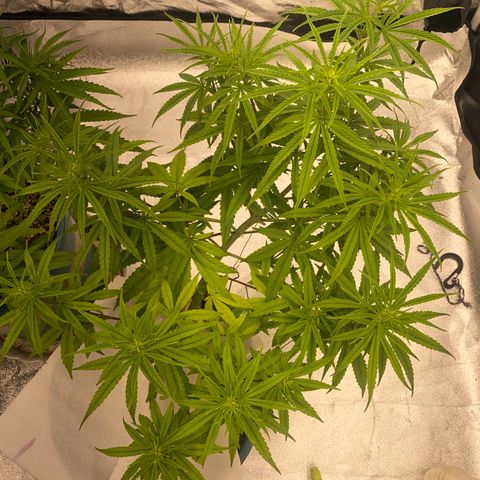 DankBerry  growlog timeline photo