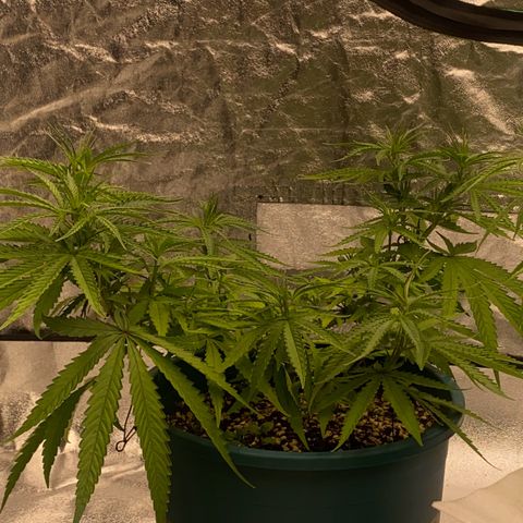 DankBerry  growlog timeline photo