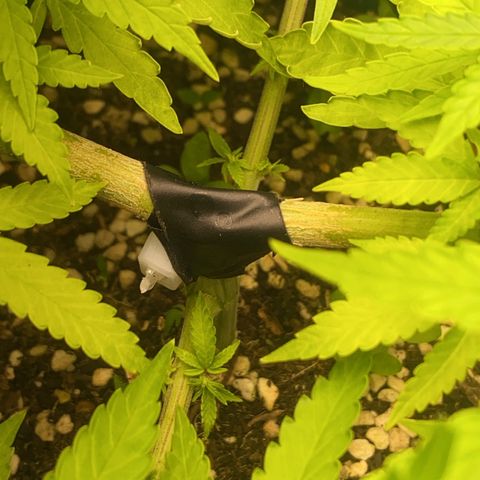 DankBerry  growlog timeline photo