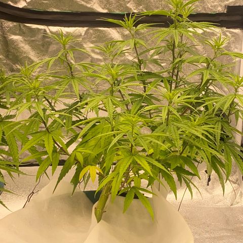 DankBerry  growlog timeline photo