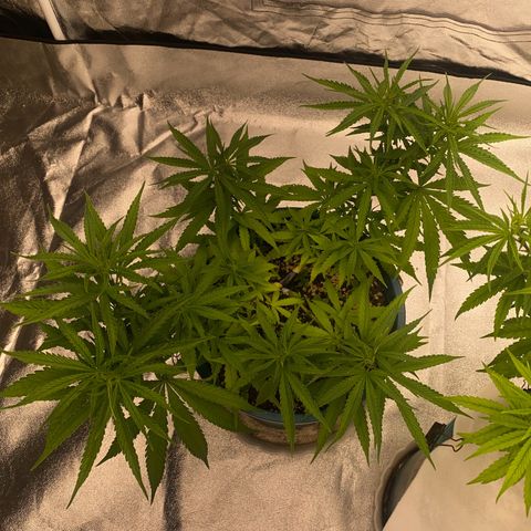 DankBerry  growlog timeline photo