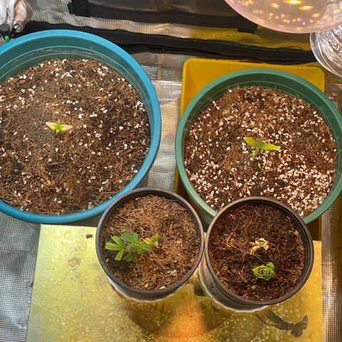 DankBerry  growlog timeline photo