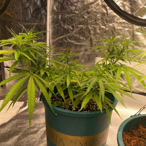 DankBerry  growlog timeline photo