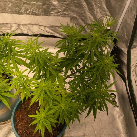 DankBerry  growlog timeline photo