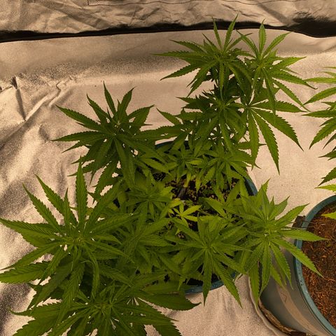 DankBerry  growlog timeline photo