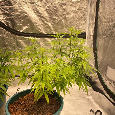 DankBerry  growlog timeline photo