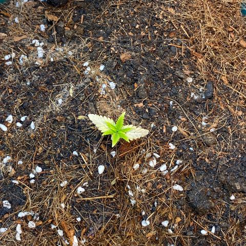 DankBerry  growlog timeline photo