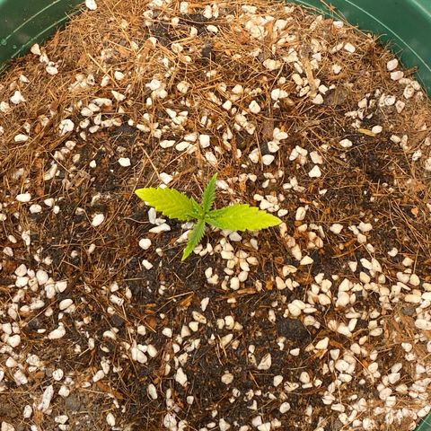 DankBerry  growlog timeline photo