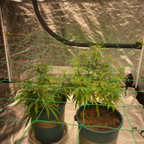 DankBerry  growlog timeline photo