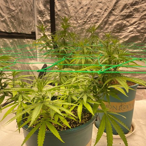 DankBerry  growlog timeline photo